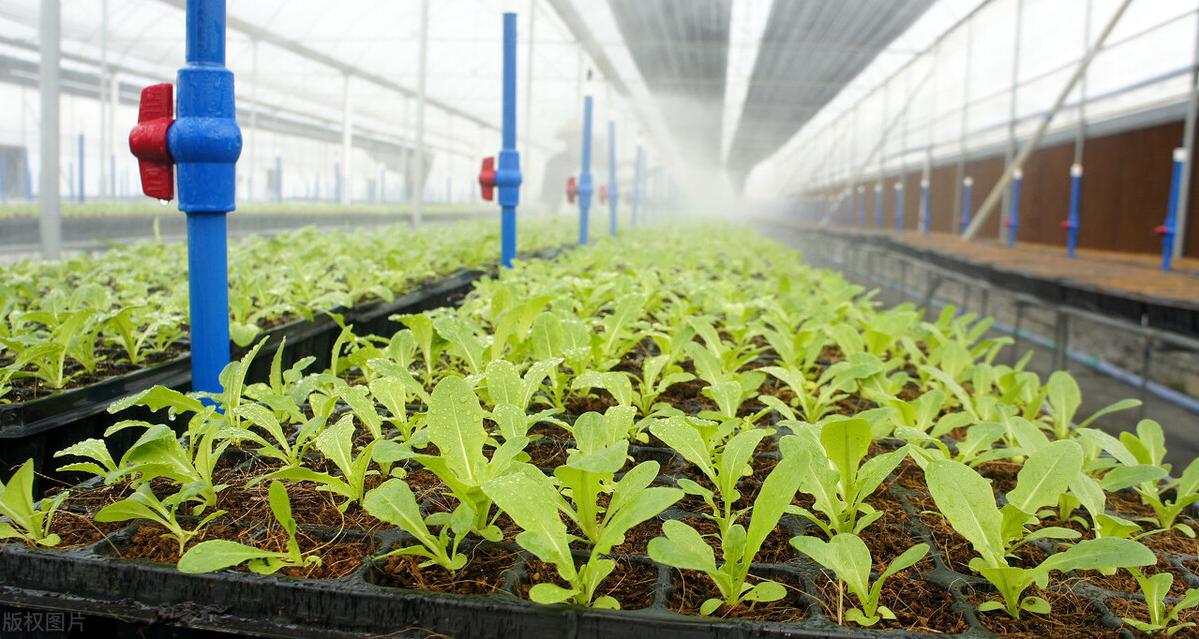 目前什么种植业前景好赚钱,未来十大暴利种植业有哪些