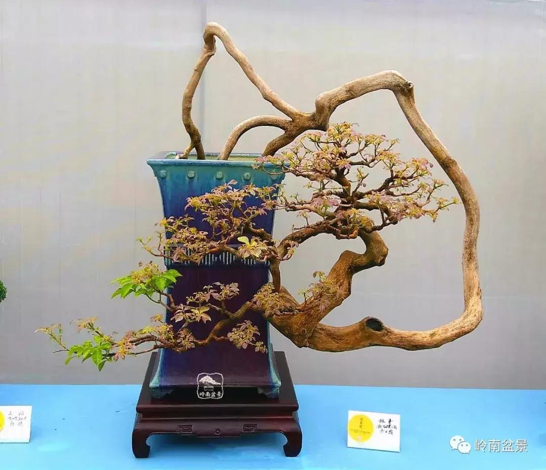 造型极美的盆景一起来欣赏,一组风吹出来的盆景欣赏动感十足