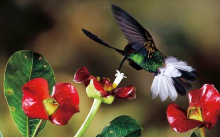 世界上10大最奇特的植物,世界上最奇特的植物叫什么名字