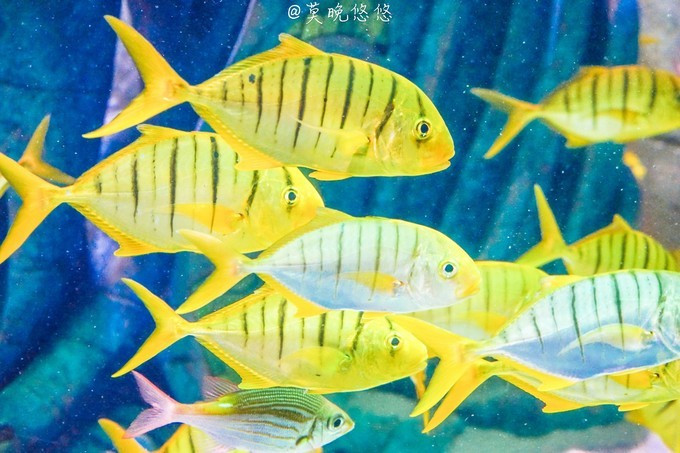 七星级酒店亚特兰蒂斯,三亚七星级酒店亚特兰蒂斯门票