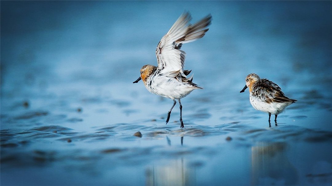 温州湾出现呆萌鸟，随地挖个坑就是“家”，总把嘴巴插入软泥里