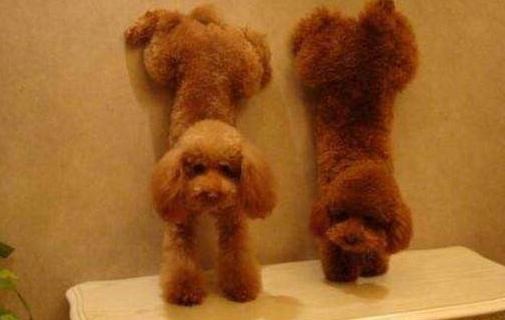 养泰迪犬的男生性格分析,泰迪犬的特点和性格