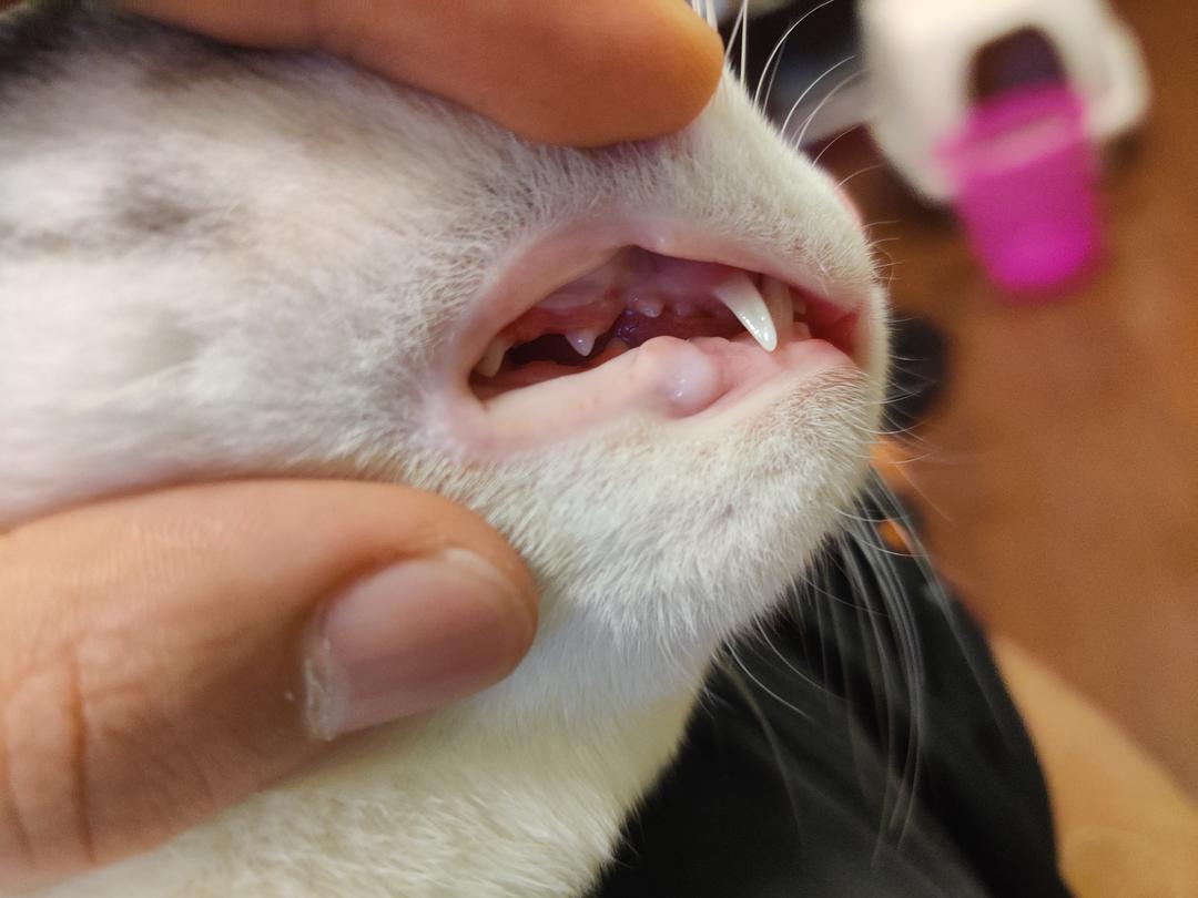 老年猫咪有哪些表现,猫咪什么时候吃老年猫粮