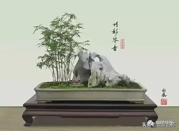天生好养的36种盆景植物,好养的大盆景植物推荐