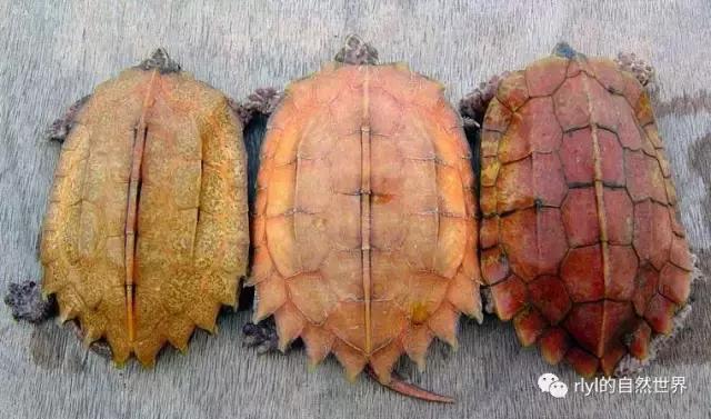 枫叶龟品种及图片大全,地龟和枫叶龟的区别