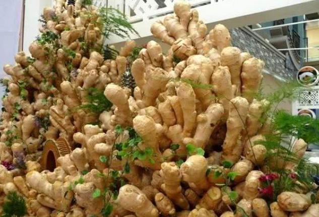 生姜开花结果的全过程,盆栽生姜的种植方法管理图片