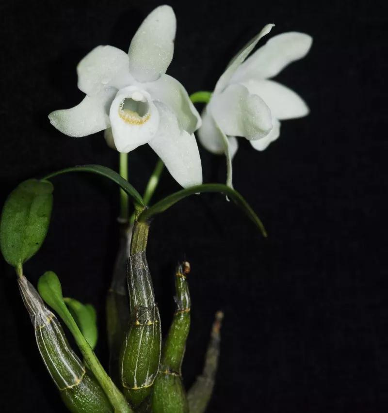 野生兰花被列为二级保护植物,野生植物保护野生兰花