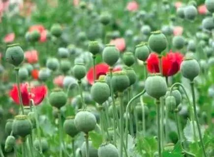 男子携带文物出境海关被拦下,男子入境澳洲被海关拦下