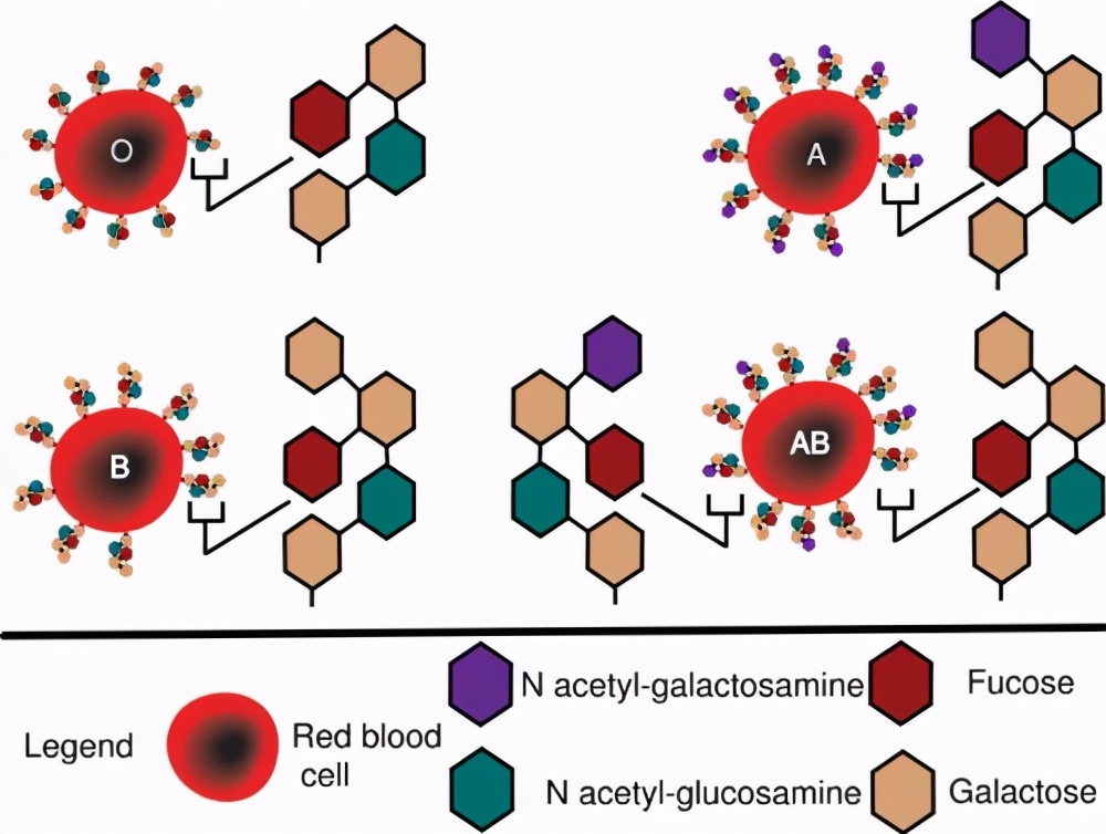 世界上只有一例的罕见血型,南京罕见血型