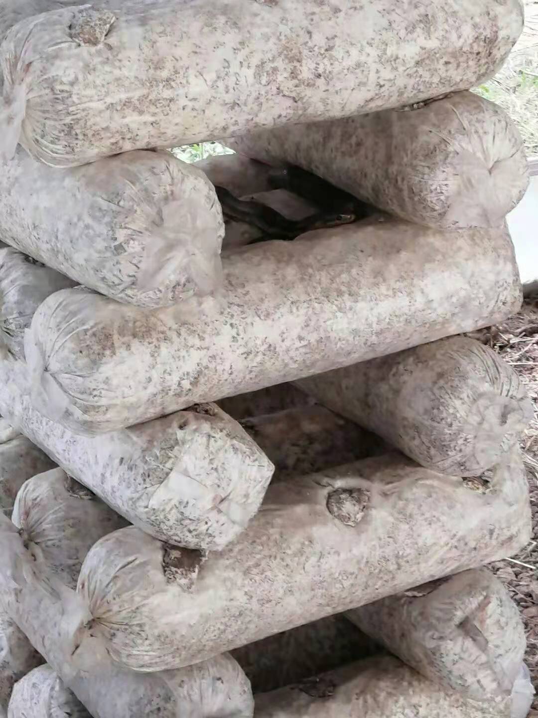 香菇大棚里发生的事，腿都吓软了