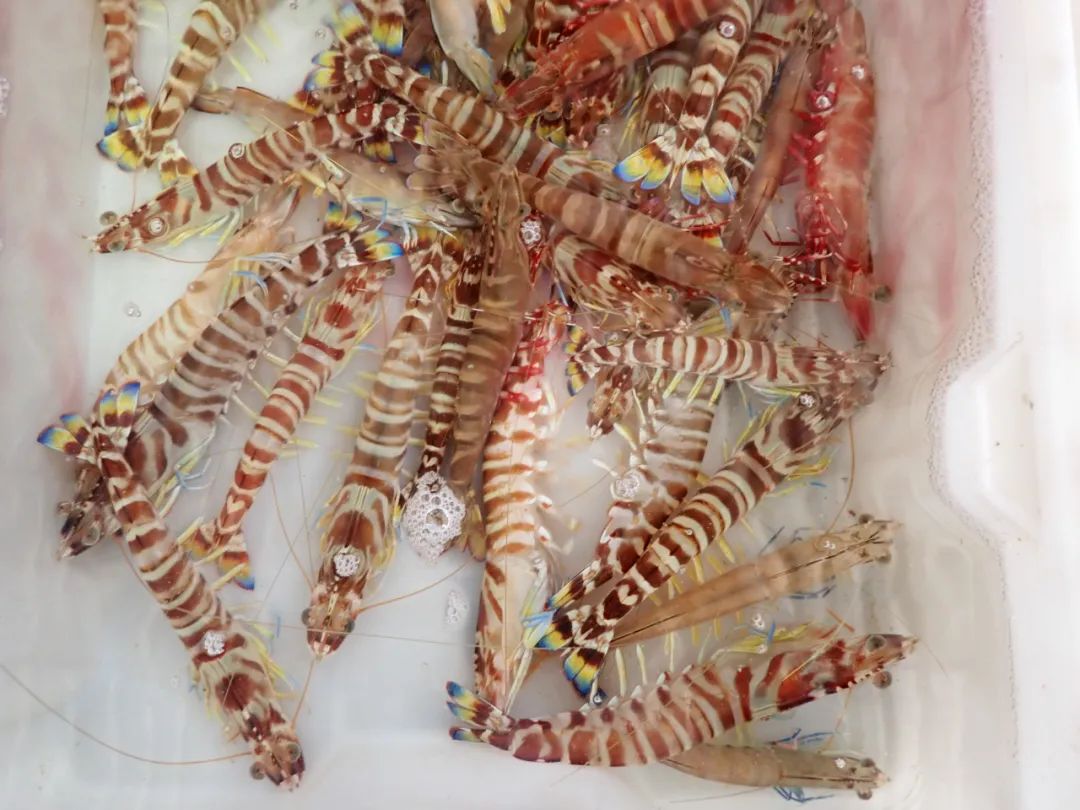 开海季都有什么海鲜,开海了这些生猛海鲜