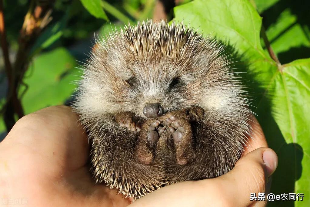 鍐滅敯濡備綍棰勯槻鍒虹尙,閲庡鎹＄殑鍒虹尙鑳藉吇涔堢姱娉曚箞