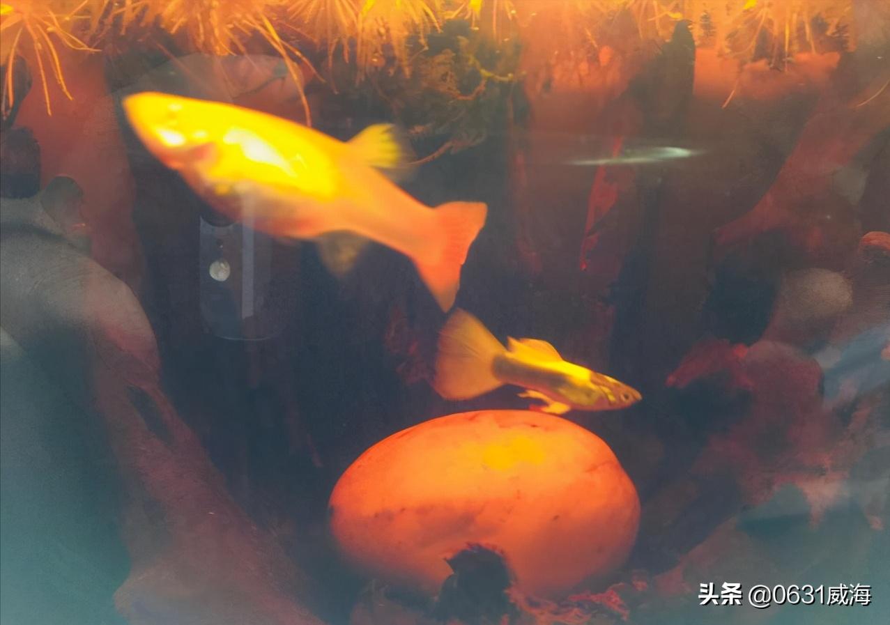 孔雀鱼太多了怎么分缸养,孔雀鱼刚入缸需要注意什么