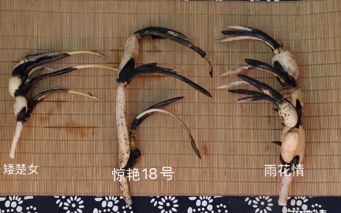 碗莲跟睡莲哪个适合鱼缸养鱼,睡莲和碗莲哪个适合在水缸养