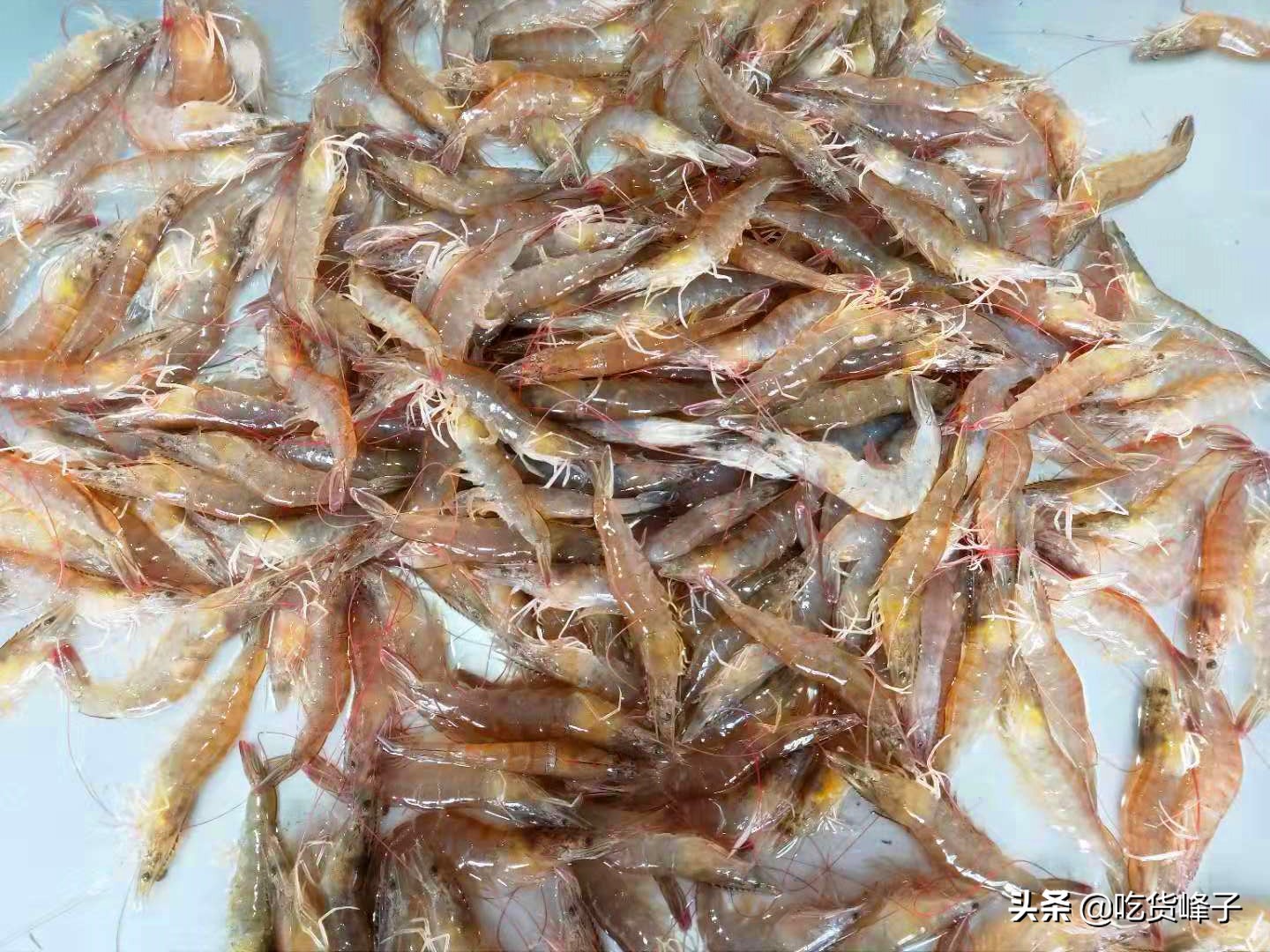 大虾保鲜别直接放冰箱了,大虾放冰箱保鲜方法