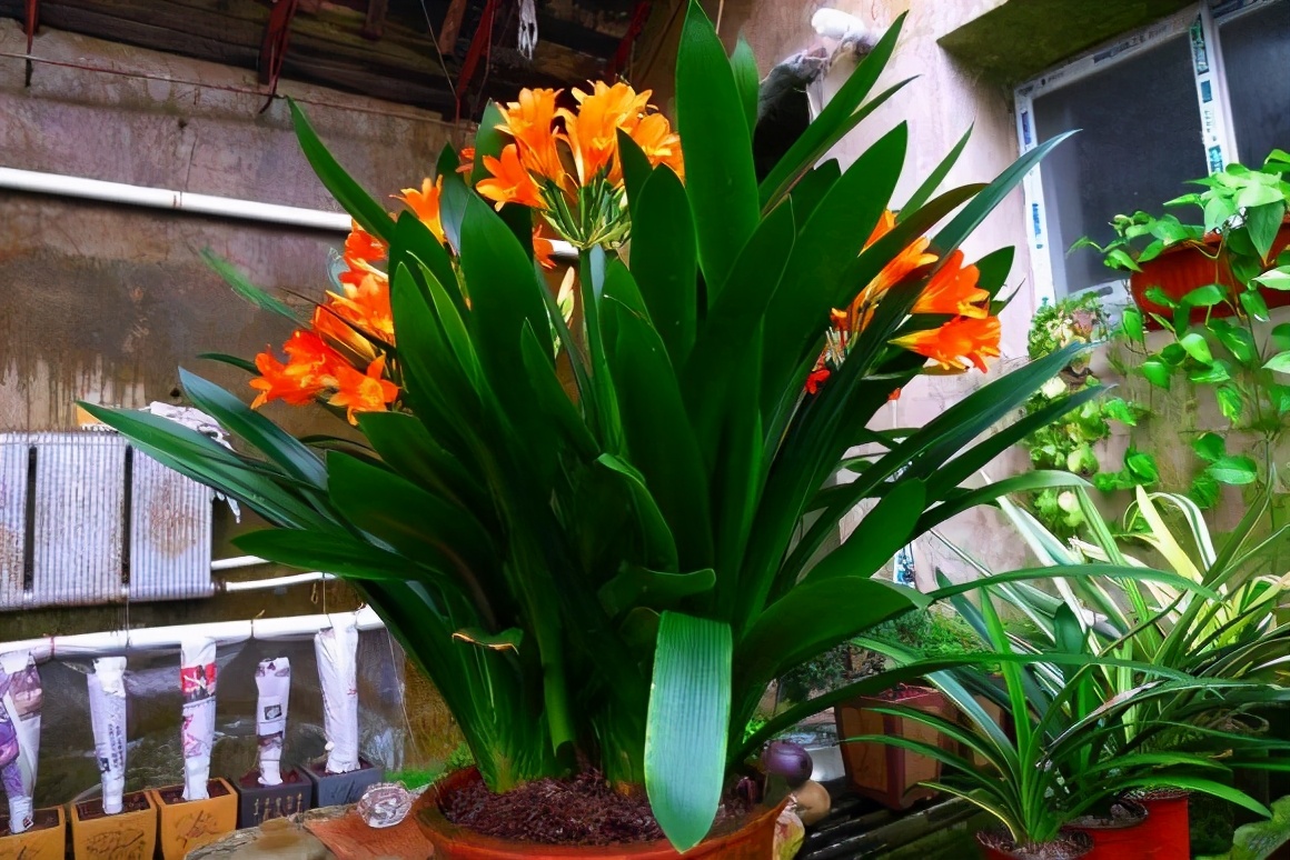 君子兰如何过冬保暖,家养君子兰注意事项