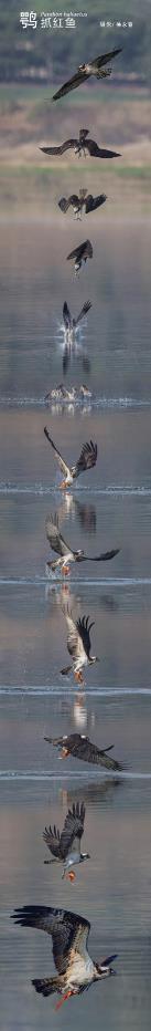 尼康d6拍鸟评测,摄影全套教程尼康d6