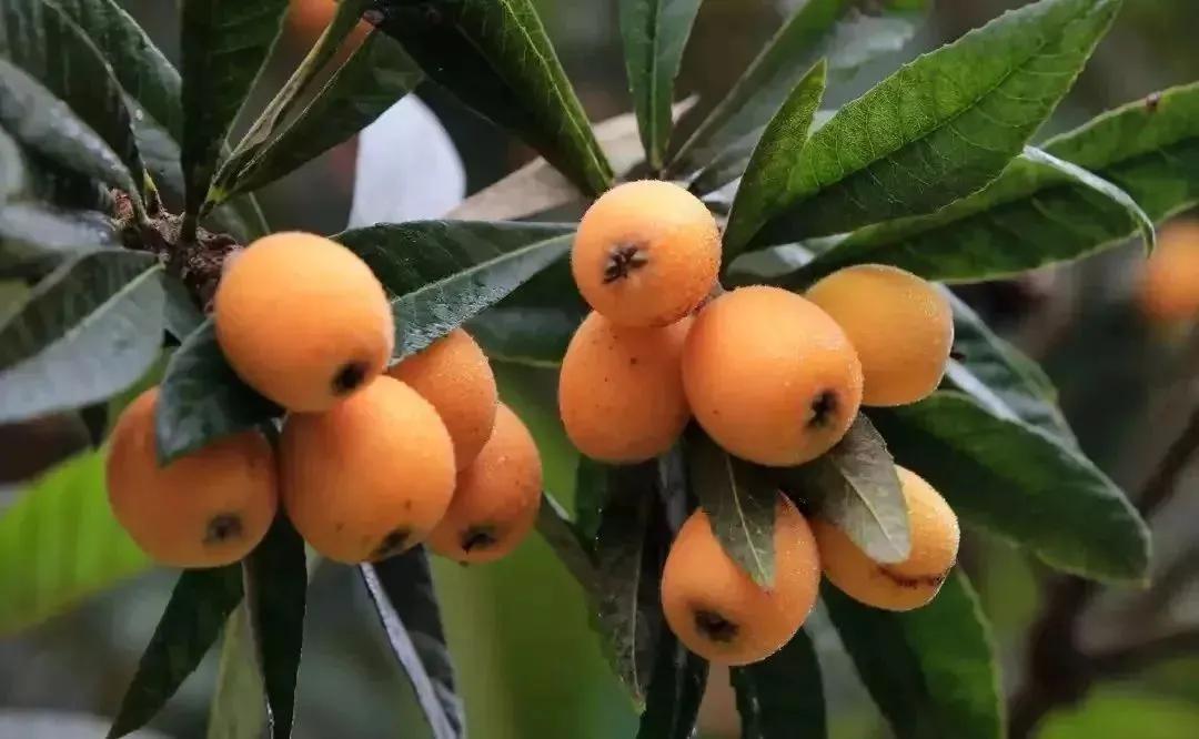 一年四季的时令蔬菜,一年四季的时令水果大全