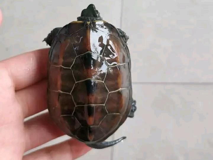 中华草龟跟草龟有什么区别图,普通草龟跟中华草龟有什么分别