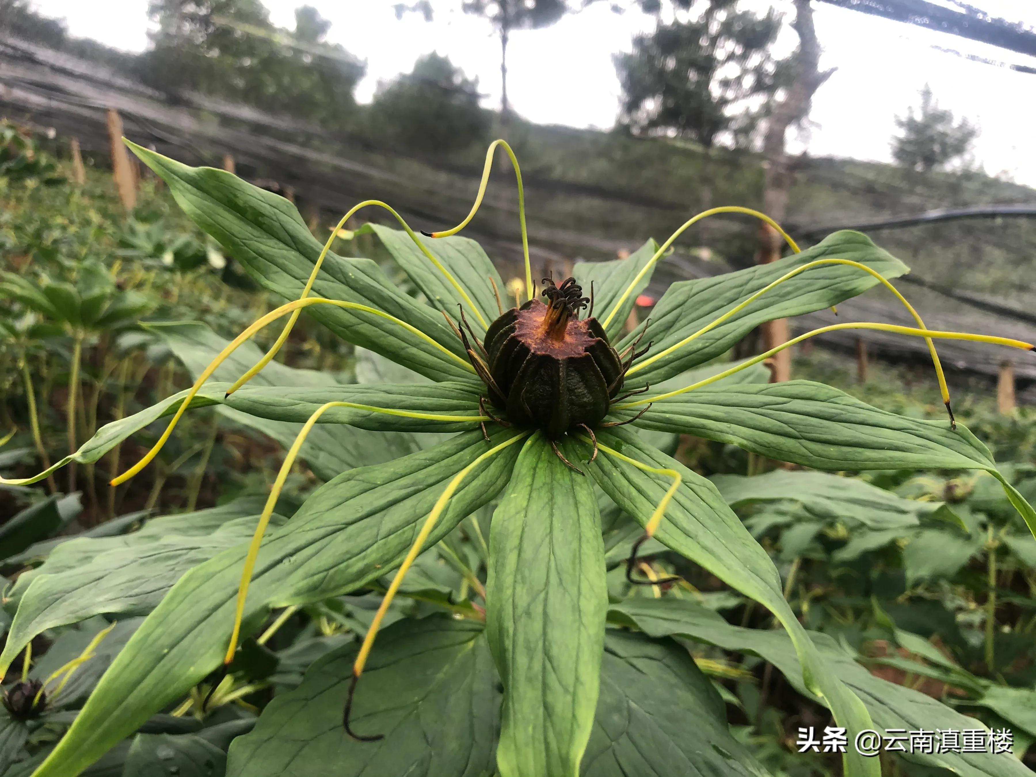 农村1种“蛇草”，叶片1层接1层，就像宝塔一样，人称“重楼”