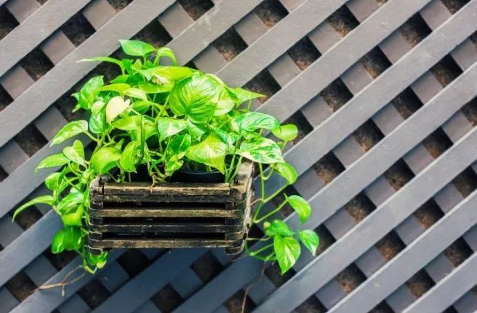 绿萝叶子发黄用维生素b12可以吗,绿萝浇啤酒后叶子突然发黄怎么办