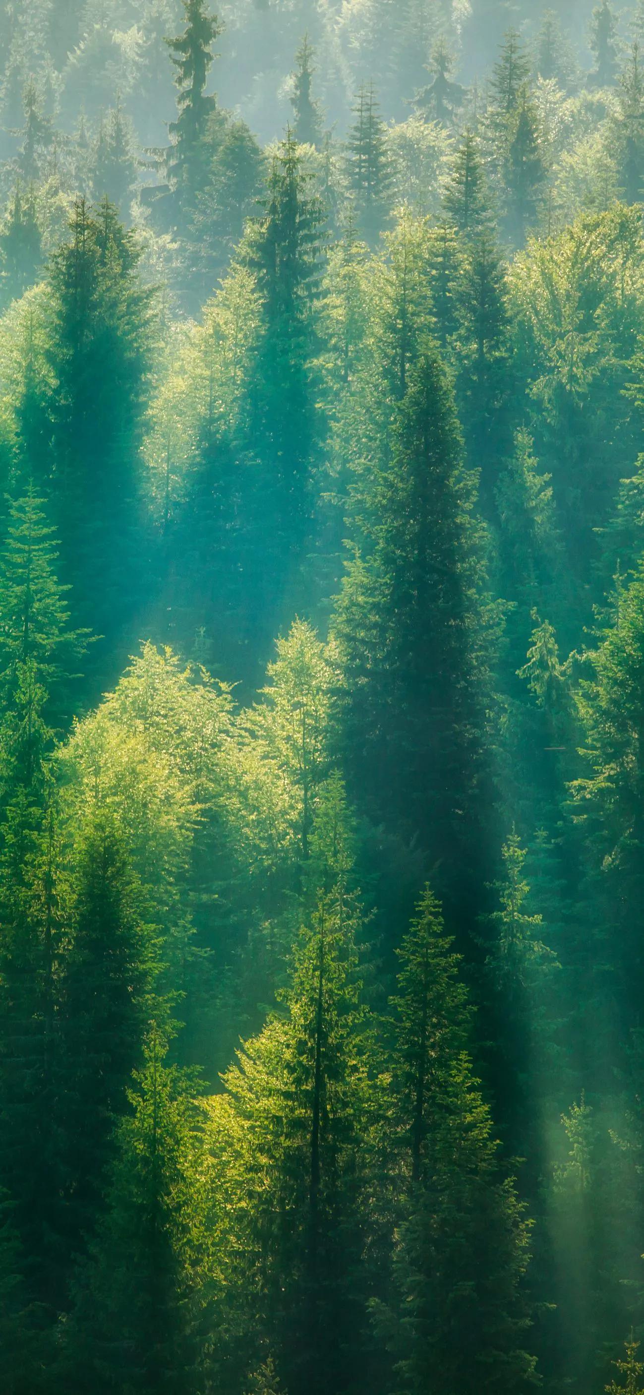 微信壁纸图片大全自然风景,100张自然风景全屏壁纸花