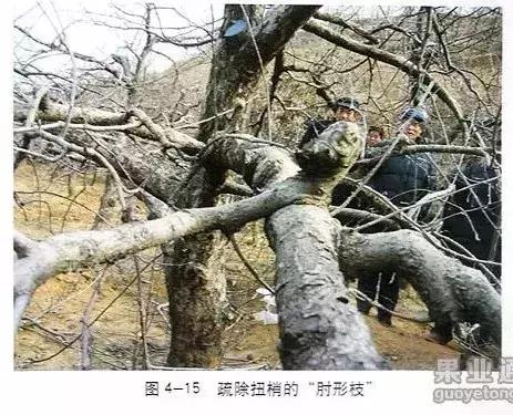 5年红富士苹果树冬季修剪技术,苹果树的冬季修剪技术视频
