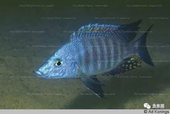 三湖慈鲷马鲷孔雀鱼多久发色,三湖慈鲷鱼之马鲷鱼