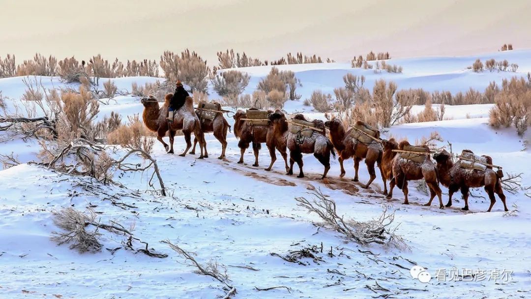 戈壁红驼，乌拉特草原上的珍珠