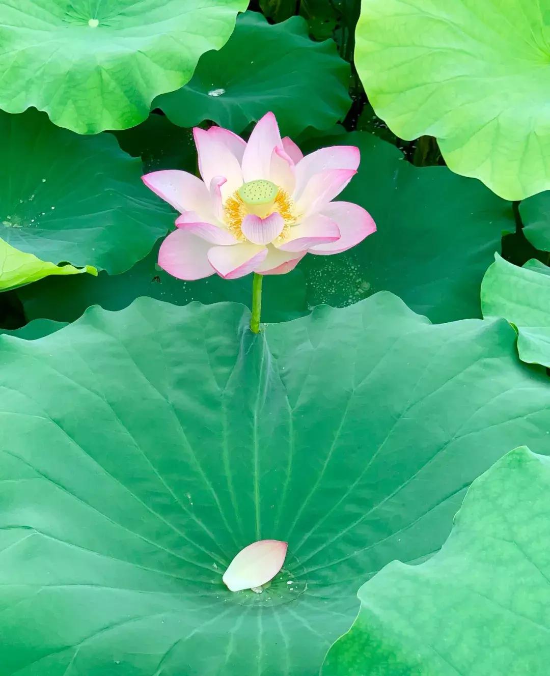又到一年赏荷季又见荷花,广州莲花山荷花