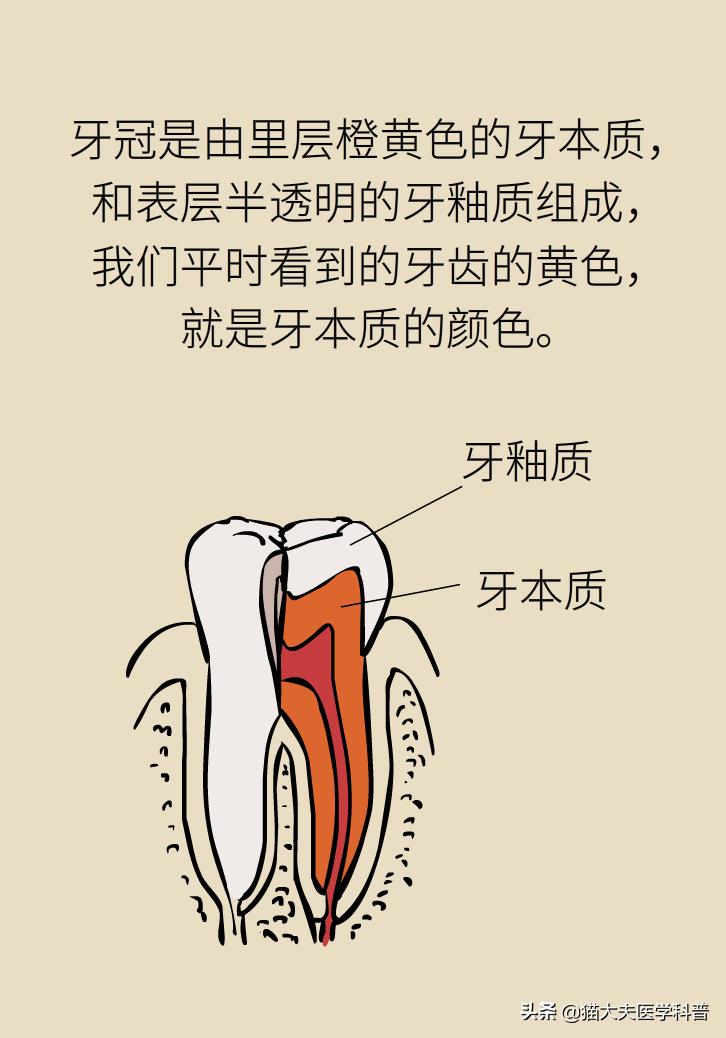 牙齿美白去黄的最快方法,牙黄怎么变白最快最有效方法