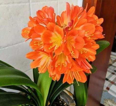 君子兰开了大红花,张大爷养君子兰的方法