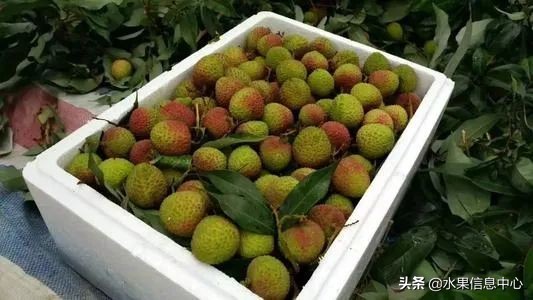 水果批发市场卖水果怎么收费,新手去水果批发市场的几大技巧