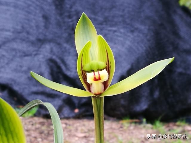 根系不好的兰花新上盆多久服盆,兰花上盆直接浇水还是服盆浇