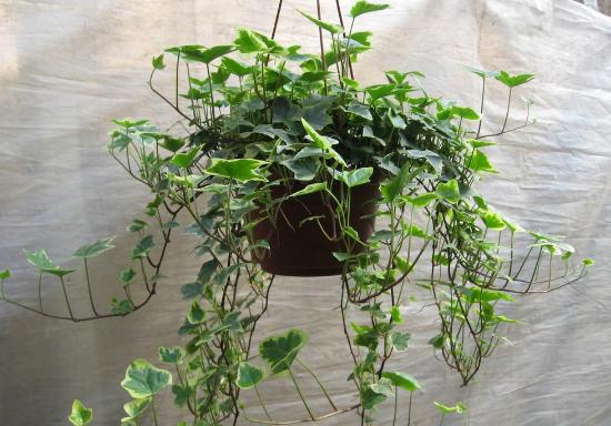 有效去除甲醛的是什么植物,除甲醛比较好的室内植物又好养活