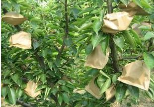 梨树定杆后怎样管理,梨树管理最好的方法