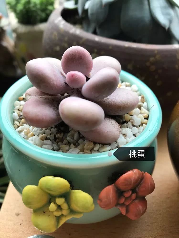 多肉名字怎么记,养多肉人的名字