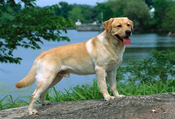 农村老土狗收购,农村有人高价收购10年以上老土狗