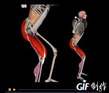 纯干货：深蹲很简单？标准的深蹲有这么多细节，你都知道吗？