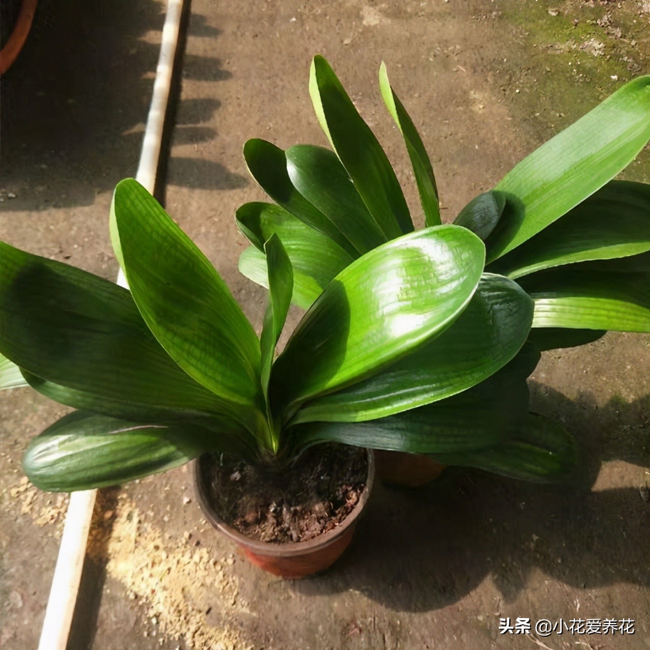 君子兰烂根用河沙栽盆几天浇水好,给君子兰浇水浇到叶心怎么办