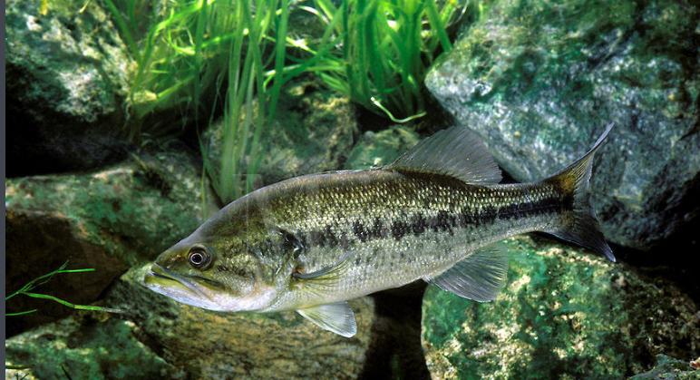 凶猛路亚对象鱼,路亚对象鱼有哪些