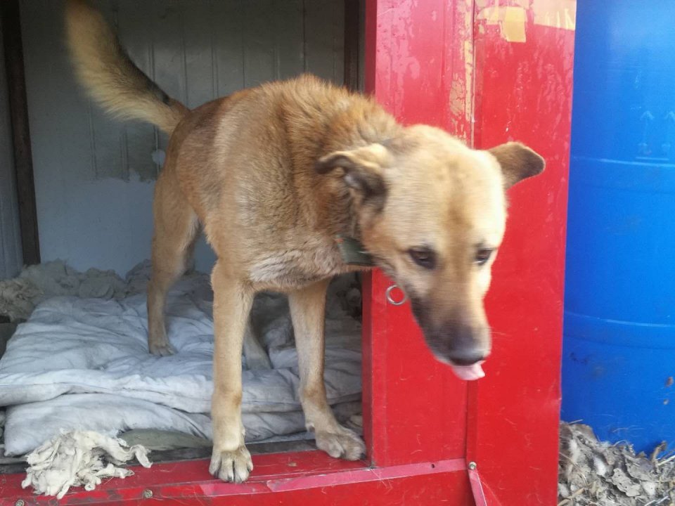 藏獒救主人感人瞬间,救助站救了一只被关多年的藏獒