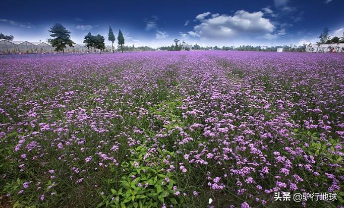 成都周边适合秋天看花的地方,成都周边看花攻略国庆节节