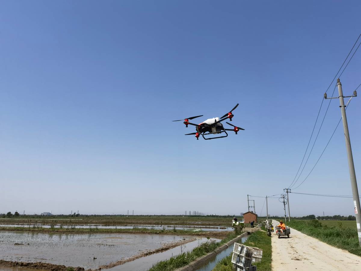绘就乡村振兴壮美画卷,特点水稻种植绘就乡村振兴画卷