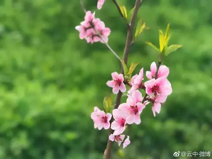 濡備綍鍖哄垎妯辫姳妗冭姳姊ㄨ姳鏉忚姳娴锋,妯辫姳妗冭姳鏉庤姳鏉忚姳濡備綍鍖哄垎