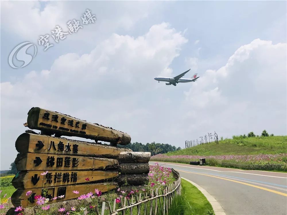 成都空港花田什么时候去最好看,双流空港花田这两天去好耍不