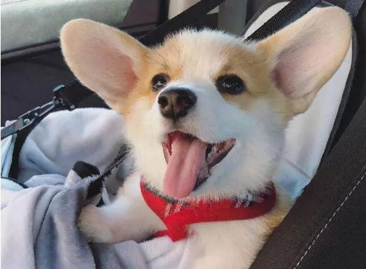 初次养狗怎样养好柯基犬,盘点柯基犬的缺点养之前得先知道