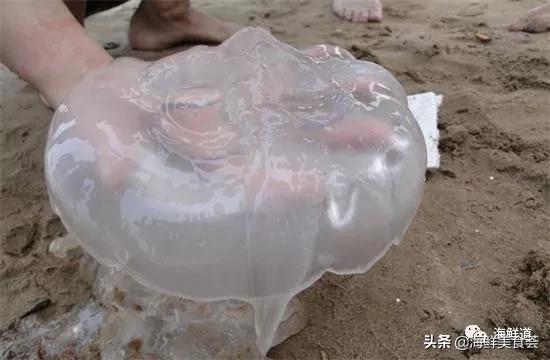 好吃不贵的海鲜种类有哪些,最好吃又最常见海鲜有几种