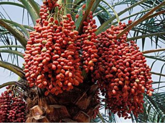 去迪拜必吃的五种食物,迪拜超富有吃的都是精髓