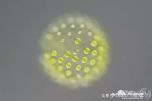 水产藻类大全图片,水产藻类知识大全